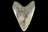 Huge, Fossil Megalodon Tooth - North Carolina #108872-2